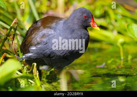 Erwachsene gemeiner Moorhühner, Gallinula chloropus stehend in flachem Wasser umgeben von hellgrünen Pflanzen in der hellen Sonne Stockfoto