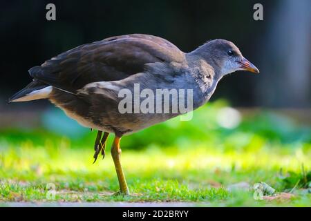 Jungtier-Moorhuhn, Gallinula chloropus in der Seitenansicht stehend auf einem Bein Stockfoto