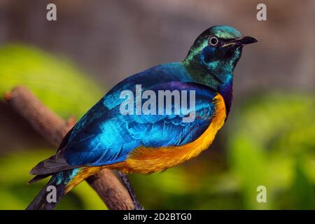 Bunt schimmernder Goldreiher-Star, lamprotornis regius in der Seitenansicht auf einem Ast sitzend Stockfoto