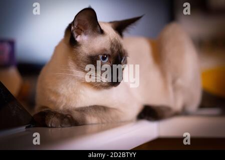 Schöne siamesische Katze liegt in seiner Küche Stockfoto