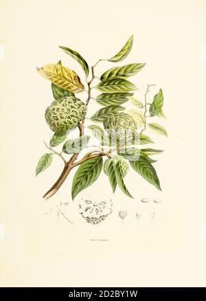 Antiker Stich aus dem 19. Jahrhundert eines annona squamosa, auch bekannt als Zuckerapfel. Illustration von Berthe Hoola van Nooten aus dem Buch Fleurs, Fruits Stockfoto