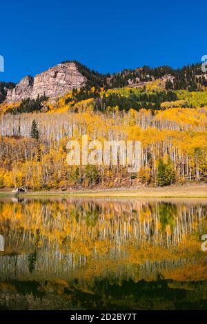 Aspen-Bäume und landschaftlich reizvolle Herbstlandschaft spiegeln sich in einem stillen See in der Nähe von Durango, Colorado, USA Stockfoto