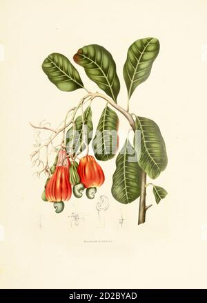 Antike Illustration eines Anacardium occidentale (auch Cashew genannt). Stich von Berthe Hoola van Nooten aus dem Buch Fleurs, Fruits et Feuilla Stockfoto