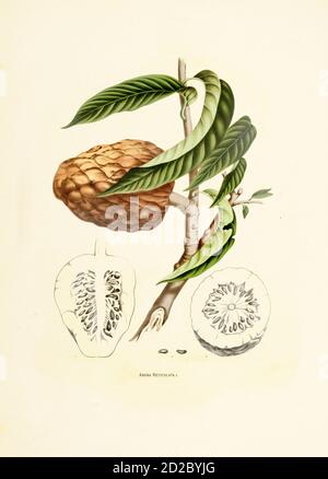 Illustration einer annona reticulata aus dem 19. Jahrhundert (auch bekannt als Puddingapfel, Wildsüßsop, Ochsenkerz oder Ochsenkerz). Stich von Berthe Hoola Stockfoto