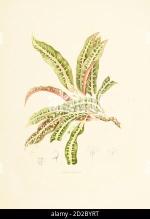 Antike Illustration eines Codiaeum variegatum (auch bekannt als Croton variegatum, Garten Croton oder variegated Croton). Stich von Berthe Hoola van Noo Stockfoto