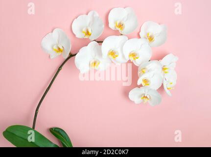 Schöne weiße Orchidee phalenopsis mit großen weißen Blüten auf einem Rosa Hintergrund Stockfoto