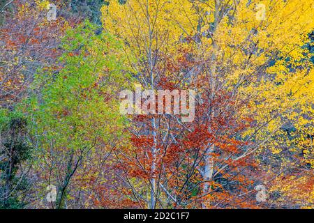 Impressionistische Landschaft. Herbstfarben im Nationalpark Ordesa y Monte Perdido Stockfoto