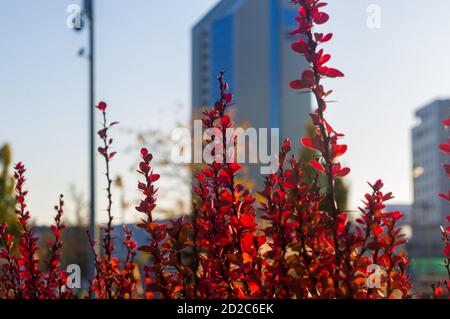 Lila Blätter auf Bush of Thunberg's Berberry, Berberis thunbergii, die japanische Berberbeere, oder Red Berberry beleuchtet von weichen Abendsonne, Herbst Stockfoto