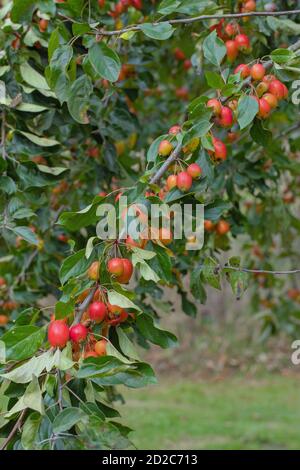 Crab Apple, Baum, Obst, (Malus sylvestris). Farbenfrohe Herbstfrüchte. Gewicht der Zahlen, die die Zweige tragen. Wilde Vorfahren alle kultivierten Sorten Stockfoto