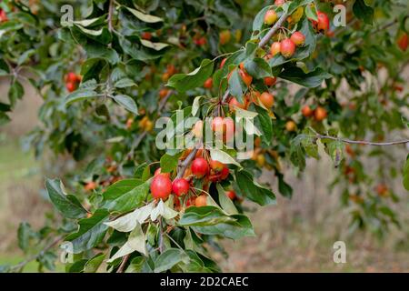 Crab Apple, Baum, Obst, (Malus sylvestris). Farbenfrohe Herbstfrüchte. Gewicht der Zahlen, die die Zweige tragen. Wilde Vorfahren alle kultivierten Sorten Stockfoto