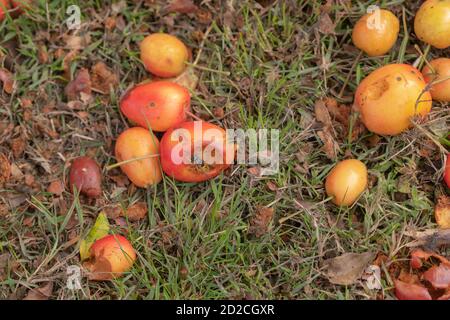 Krabbenäpfel (Malus sylvestris). Früchte reifen und vergießen auf dem Boden unter dem Baum, verrotten, brechen, Zersetzung. Attraktiv für Wespen. Stockfoto