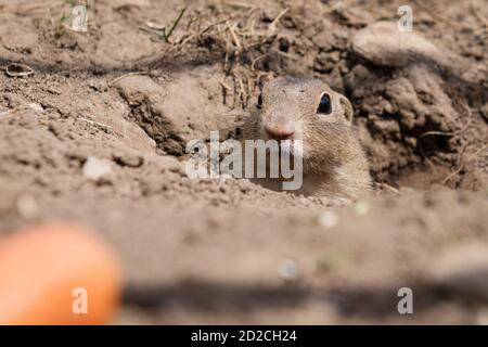 Schöne europäische Ziesel gucken aus dem Loch, Muranska Ebene, Slowakei Stockfoto