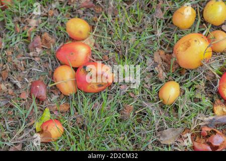 Krabbenäpfel, Malus sylvestris. Früchte reifen und vergießen auf dem Boden unter Baum, in Fäulnis, Zersetzung. Wespen anziehen Vespula sp. Vorsicht, stechend Stockfoto