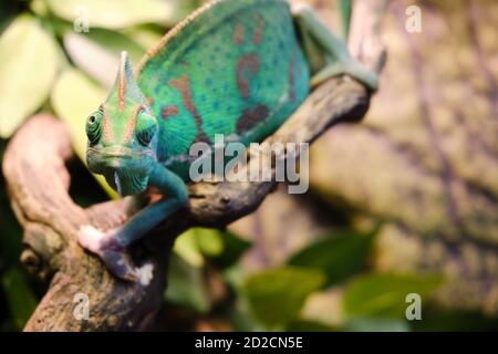 Verhülltes Chamäleon (Chamaeleo calyptratus) auf dem Ast sitzend, Platz kopieren Stockfoto