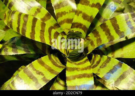 Vriesea splendens, oder flammendes Schwert, ist eine Art der blühenden Pflanze in der Familie Bromeliaceae, Unterfamilie Tillandsioideae. Stockfoto