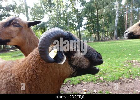 Männliches Kamerunschaf (Ovis ammon aries) im Wildpark, Mechernich, Nordrhein-Westfalen, Deutschland Stockfoto