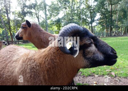 Männliches Kamerunschaf (Ovis ammon aries) im Wildpark, Mechernich, Nordrhein-Westfalen, Deutschland Stockfoto