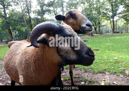 Männliches Kamerunschaf (Ovis ammon aries) im Wildpark, Mechernich, Nordrhein-Westfalen, Deutschland Stockfoto