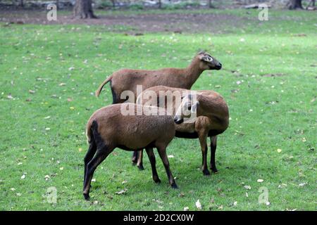 Kamerunschaf (Ovis ammon aries) im Wildpark, Mechernich, Nordrhein-Westfalen, Deutschland Stockfoto