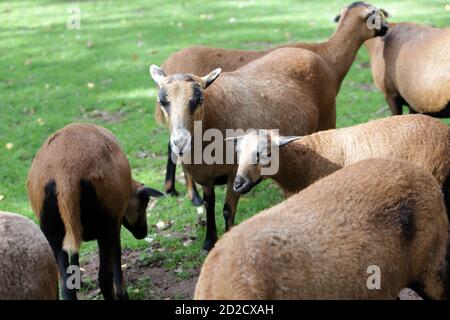 Kamerunschaf (Ovis ammon aries) im Wildpark, Mechernich, Nordrhein-Westfalen, Deutschland Stockfoto