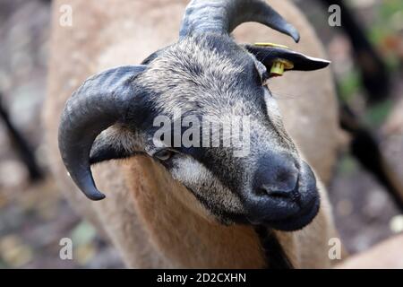 Männliches Kamerunschaf (Ovis ammon aries) im Wildpark, Mechernich, Nordrhein-Westfalen, Deutschland Stockfoto