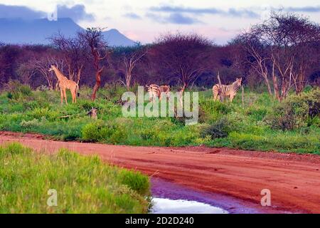 Südafrikanische Giraffen (Giraffa camelopardalis giraffa) und Ebenen Zebras (Equus quagga) an der Straße bei Erindi Reserve, Erongo Region, Namibia. Stockfoto