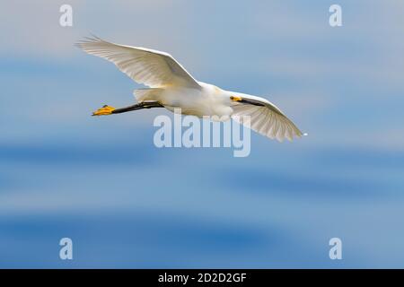 Silberreiher (Ardea Alba) im Flug Stockfoto