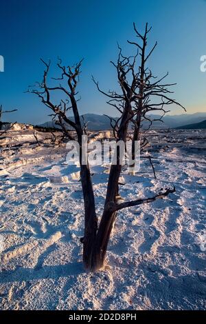 Versteinerter Baum, Mammoth Hot Springs, Canary Terrace Overlook, Yellowstone National Park, Wyoming, USA Stockfoto