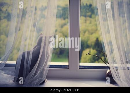 Eine graue Katze sitzt auf der Fensterbank und schaut zu Der Frühlingswald vor dem Fenster Stockfoto