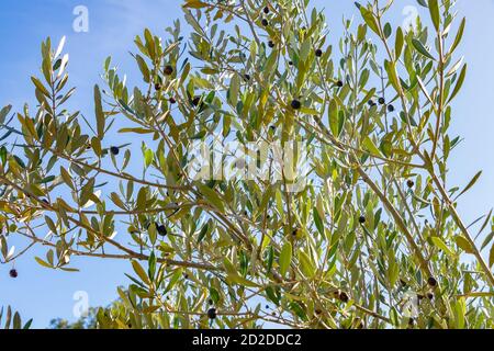 Acebuche, spanische wilde Olive. Sein wissenschaftlicher Name ist Olea Europaea oder sylvestris, es ist daher die gleiche Art des Olivenbaumes, aber wild. Stockfoto