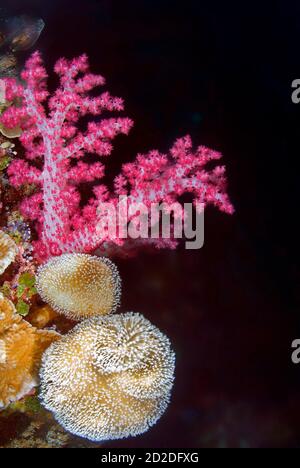 Rosa, weiche Korallen bei Big Drop Off, Palau, Mikronesien Stockfoto