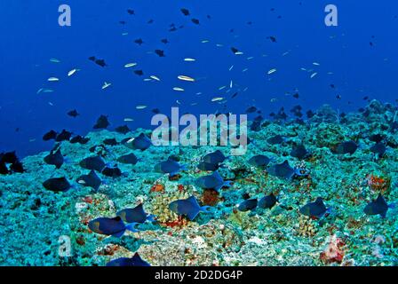 Große Schule von schwarzen Triggerfischen (Melichthys niger), die auf dem Riff, Palau, Mikronesien, herabsinken Stockfoto