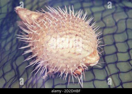 Fischigel aus der Nähe. Nadel Seefischkugel - Blowfish. Stockfoto