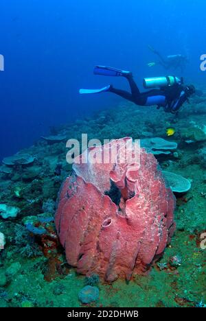 Taucher, die über einem großen rosa Schwamm auf den Salomonen schwimmen Stockfoto