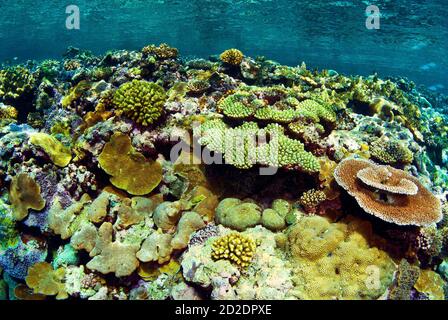 Gesundes, flaches Riff, bedeckt mit mehreren Arten von Steinkorallen Stockfoto