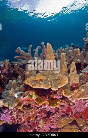 Säulen-Korallen und Acropora palifera Hartkorallen Stockfoto