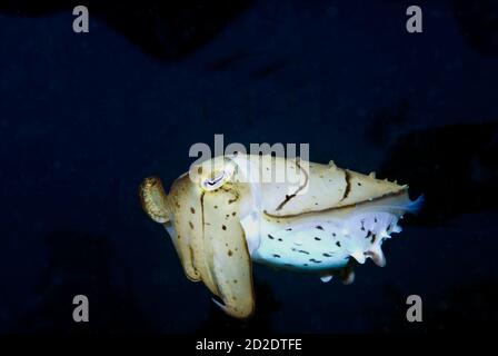 Broadclub Tintenfisch (Sepia latimanus) in Lembeh direkt am Nachttauchgang Stockfoto
