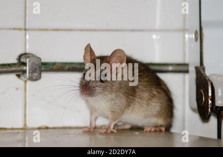 Schwarze Ratte Rattus Rattus in einer Küche. Cruz de Pajonales. Inagua. Tejeda. Gran Canaria. Kanarische Inseln. Spanien. Stockfoto