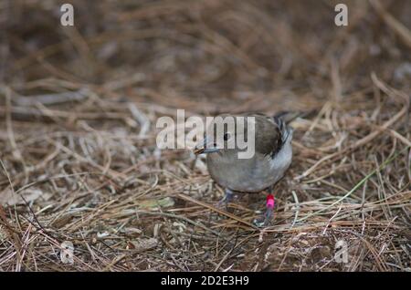 Junge Gran Canaria blau Buchfink Fringilla polatzeki essen Samen auf dem Boden. Der Nublo Rural Park. Tejeda. Gran Canaria. Kanarische Inseln. Spanien. Stockfoto