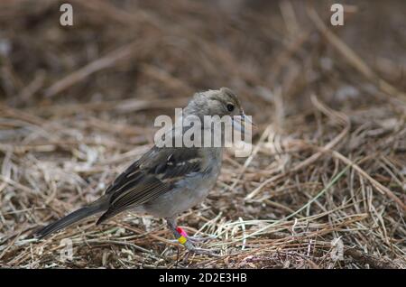 Junge Gran Canaria blau Buchfink Fringilla polatzeki essen Samen auf dem Boden. Der Nublo Rural Park. Tejeda. Gran Canaria. Kanarische Inseln. Spanien. Stockfoto