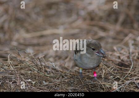 Junge Gran Canaria blau Buchfink Fringilla polatzeki essen Samen auf dem Boden. Der Nublo Rural Park. Tejeda. Gran Canaria. Kanarische Inseln. Spanien. Stockfoto