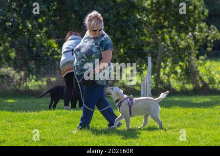 Hundeunterricht. Golden Labrador Retriever, mit Kragen, und hier mit einem Geschirr über den Schultern mit langen Blei befestigt. Stockfoto