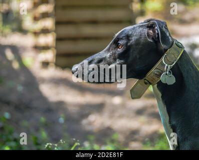 Schöne Nahaufnahme des Seitenprofils eines Windhunds Hund Stockfoto