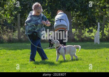 Hundeunterricht. Golden Labrador Retriever, mit Kragen, und hier mit einem Harness über den Schultern mit langem Blei befestigt, unter entspannt c Stockfoto