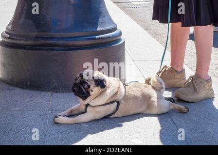 Ein kleiner fetter Haustier Hund Rasse Mops müde und liegt auf dem Bürgersteig in der Nähe der Füße seiner Herrin. Stockfoto