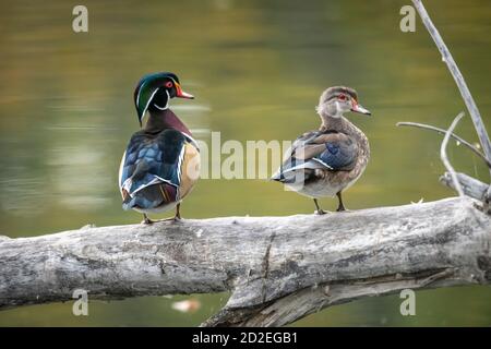 Paar Holzente (aix sponsa), Inglewood Bird Sanctuary, Calgary, Alberta, Kanada, Stockfoto