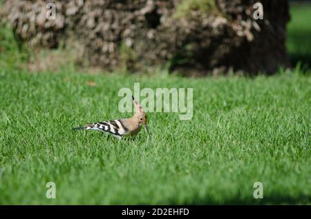 Eurasischer Wiedehopf Upupa epops auf der Suche nach Nahrung in einem Garten. Maspalomas. San Bartolome de Tirajana. Gran Canaria. Kanarische Inseln. Spanien. Stockfoto