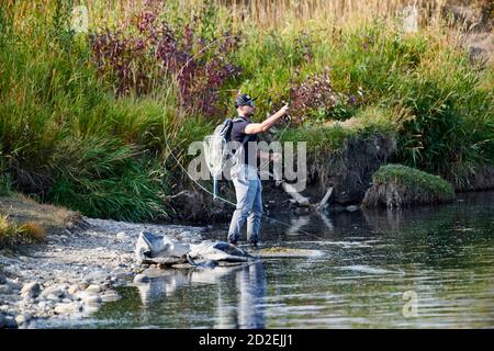Fliegenfischer entlang des Bow River, Fish Creek Provincial Park, Calgary, Alberta, Kanada, Stockfoto