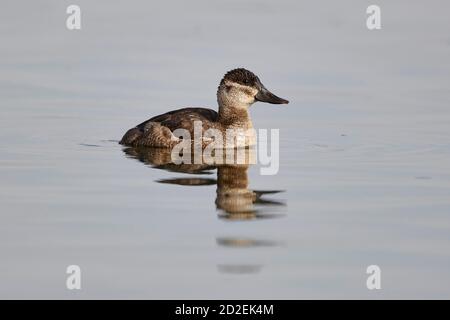 Weibliche Ruddyente (oxyura jamaicensis) beim Schwimmen in slough, Lafarge Meadows, Calgary, Alberta, Kanada, Stockfoto