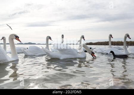 Weiße Schwäne schwimmen auf einem See in der Nähe des Ufers Stockfoto